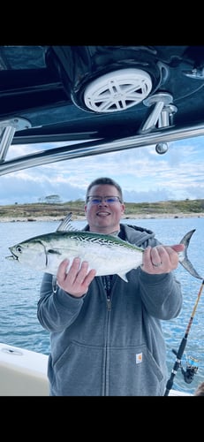 Albies, Bonito, Spanish Mackerel In Falmouth