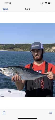 Albies, Bonito, Spanish Mackerel In Falmouth