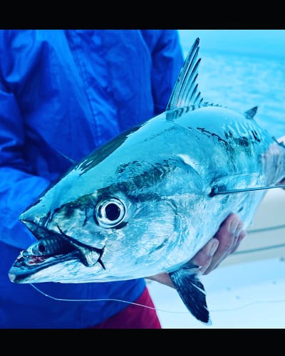 Albies, Bonito, and Spanish mackerel in Falmouth