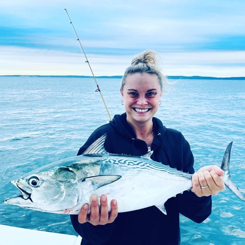 Albies, Bonito, and Spanish mackerel in Falmouth