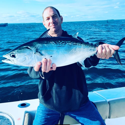 Albies, Bonito, and Spanish mackerel in Falmouth
