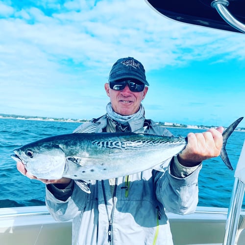 Albies, Bonito, and Spanish mackerel in Falmouth