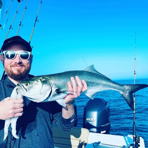 Striper And Bluefish Trip In Bourne