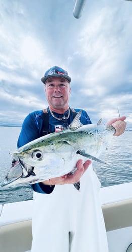 Albies, Bonito, and Spanish mackerel in Falmouth