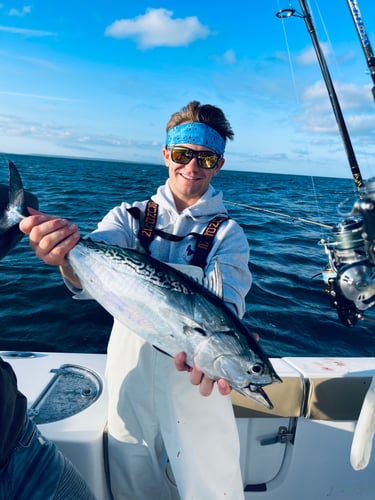 Albies, Bonito, and Spanish mackerel in Falmouth