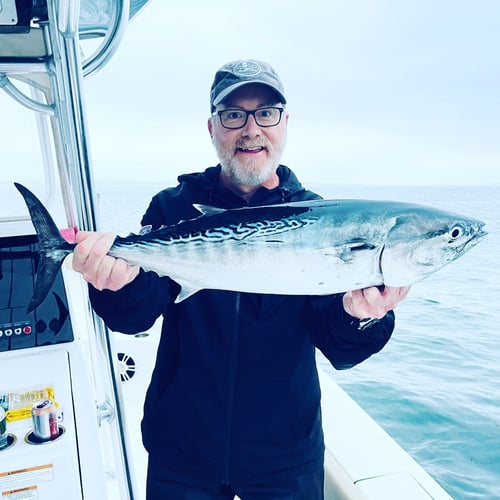 Albies, Bonito, and Spanish mackerel in Falmouth