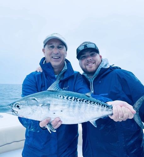 Albies, Bonito, Spanish Mackerel In Falmouth