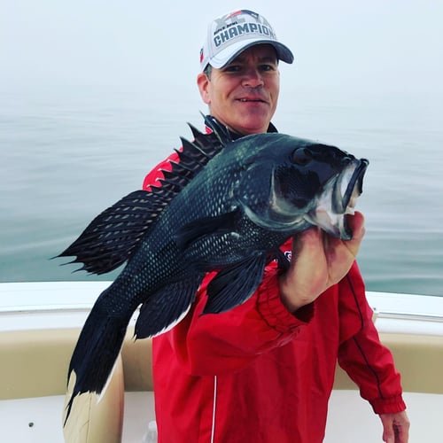 Cape Cod Black Seabass And More In Bourne