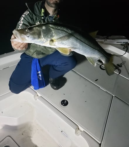 Night Fishing Trip - 2 PAX In Riverview