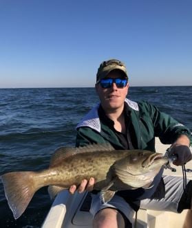 Gag Grouper Special In Tampa