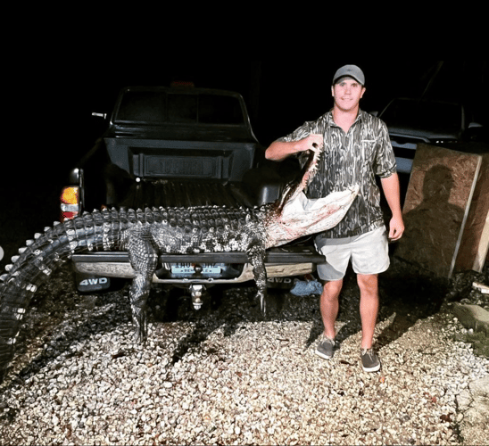 9-10' Central Florida Gator Hunt In Orlando