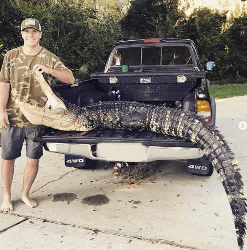9-10ft Central Florida Gator