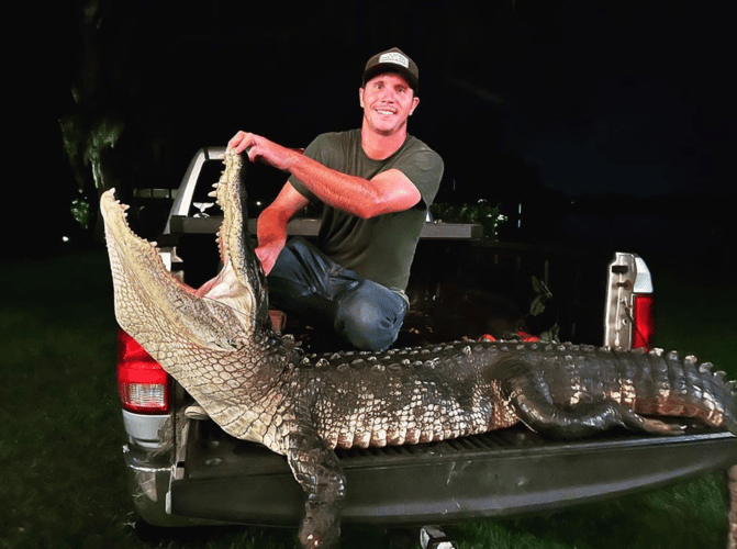 10-11ft Central Florida Gator