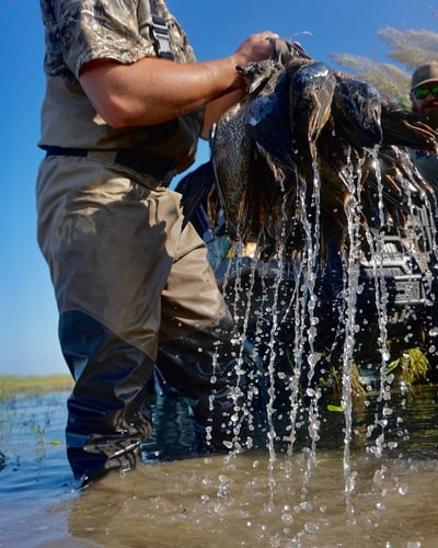 Coastal Bend Teal Assault In Corpus Christi