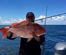 Grouper/Snapper Run- 35’ Contender In St. Petersburg