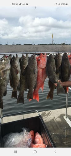 Grouper/Snapper Run- 35’ Contender In St. Petersburg