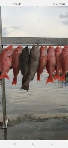 Grouper/Snapper Run- 35’ Contender In St. Petersburg