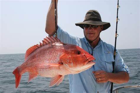 Grouper/Snapper Run- 35’ Contender In St. Petersburg