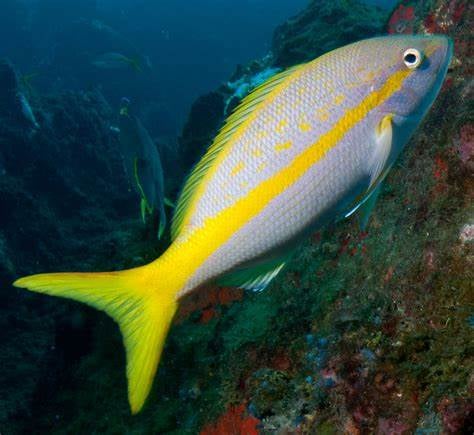 Grouper/Snapper Run- 35’ Contender In St. Petersburg