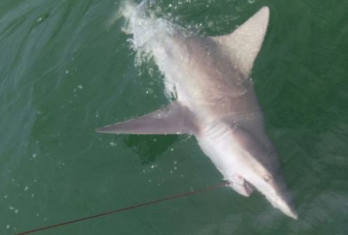 Tampa Bay Fishing Classic In Tampa