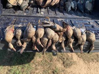 El Campo Duck Hunt In El Campo