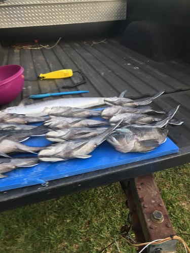 1/2 Day Quick Offshore Trip In St. Marys