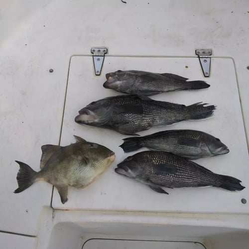 1/2 Day Quick Offshore Trip In St. Marys