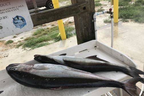 Jacksonville Inshore Fishing In Jacksonville