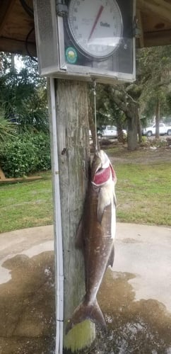 Jacksonville Inshore Fishing in Jacksonville