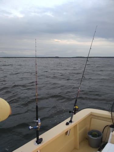 NC Full Day Trip in Morehead City