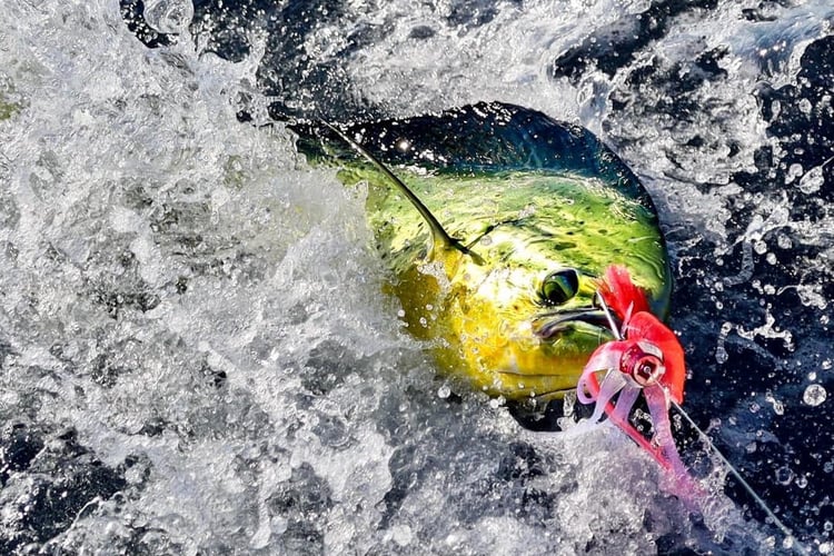 Offshore Trolling Trip in Beaufort