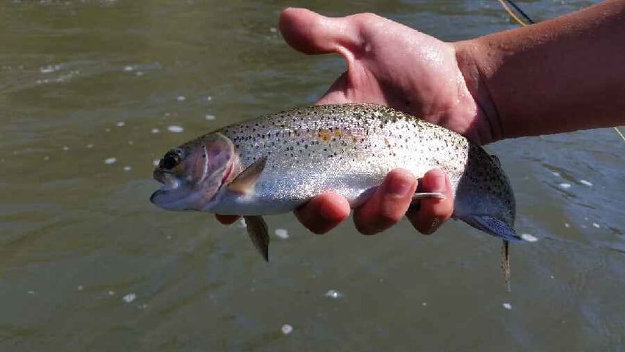 Crooked River Fly Fishing in Bend
