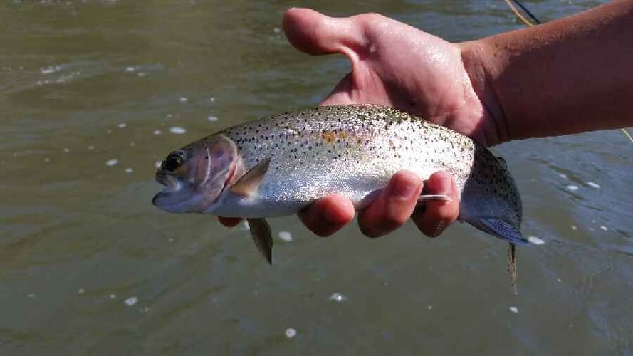 Crooked River Fly Fishing In Bend