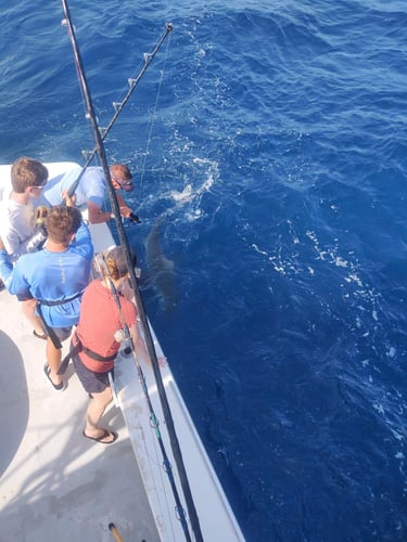Destin Shark Action in Destin