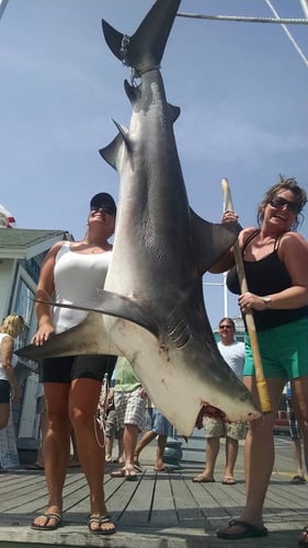 Destin Shark Action in Destin