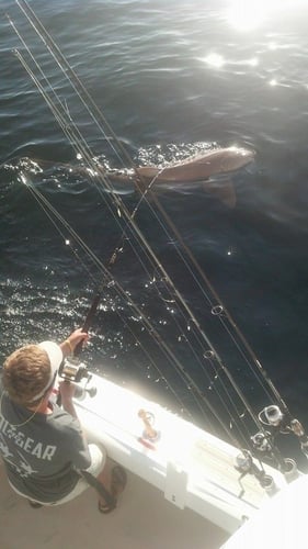 Destin Shark Action in Destin