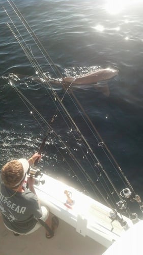 Destin Shark Action In Destin