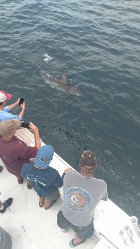 Destin Shark Action in Destin