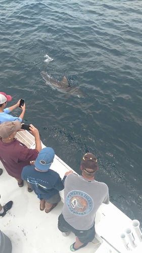 Destin Shark Action In Destin