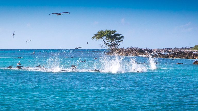 Les Roques Archipelago On The Fly In Los Roques Archipelago