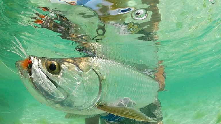 Les Roques Archipelago On The Fly In Los Roques Archipelago