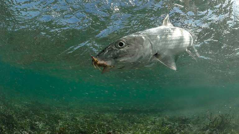 Les Roques Archipelago On The Fly In Los Roques Archipelago