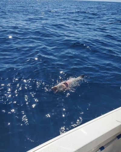 Reefs, Bays, or Backcountry in Key West