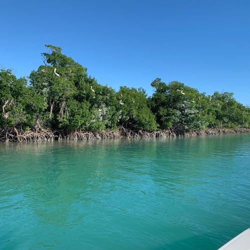 Reefs, Bays, or Backcountry in Key West
