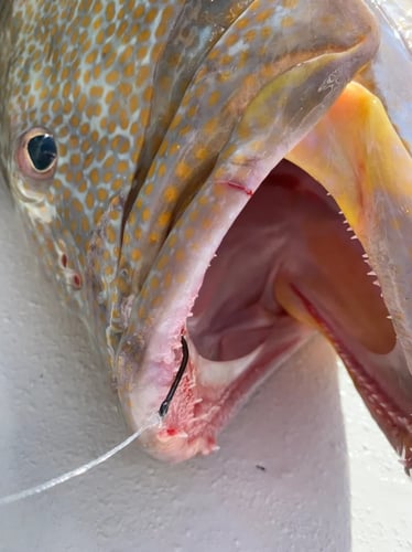 Dry Tortugas Charters In Key West