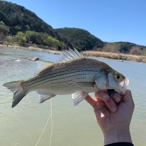 Texas Bass And Drum On The Fly In Austin