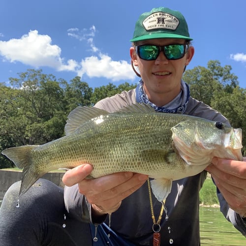 Texas Bass and Drum on the Fly in Austin