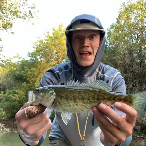 Texas Bass And Drum On The Fly In Austin