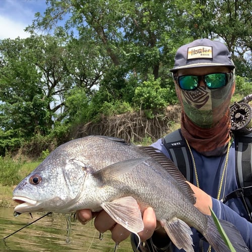 Texas Bass and Drum on the Fly in Austin