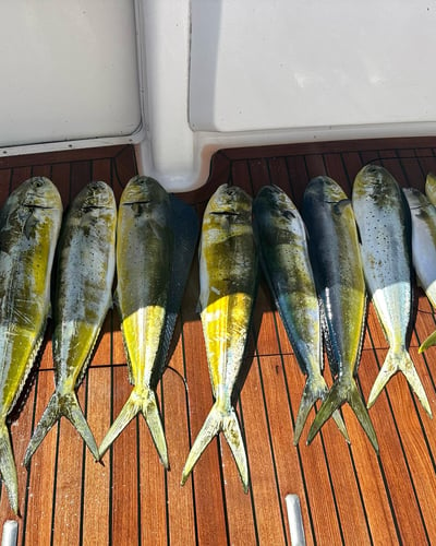 Close Offshore All Ages Trip In San Diego